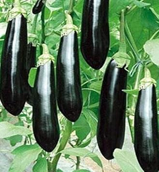 Eggplant Sweet Fruit Seeds for Planting Black 100 pcs